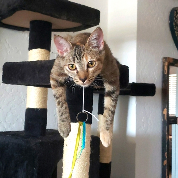 ๐ Accepting OFFERS - Picture 2 of 2